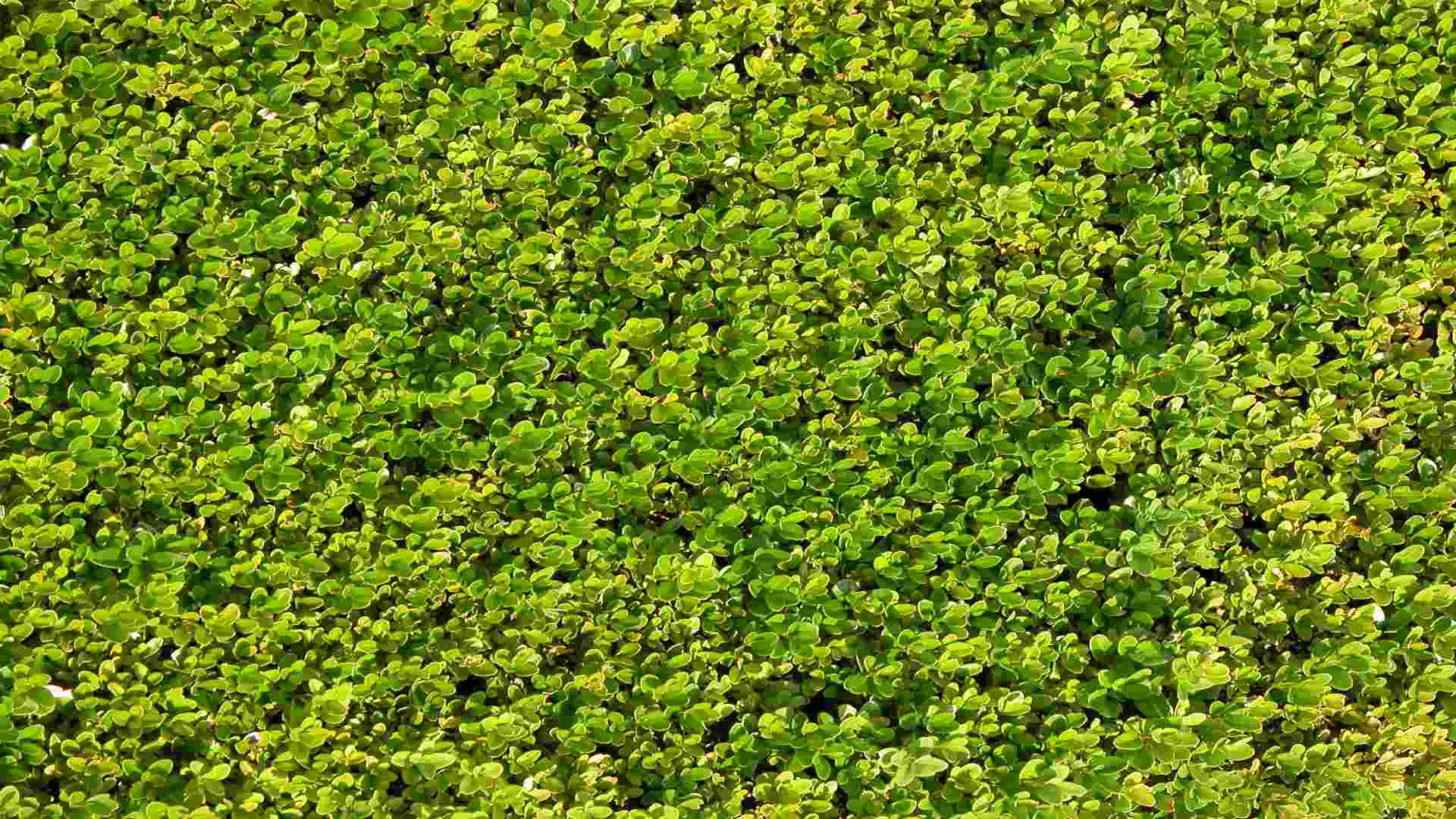 a neat conifer hedge by hedge trimming East Kilbride